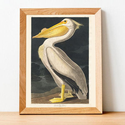 Art Print - American White Pelican -(1827)-William Home Lizars - LAPERLE