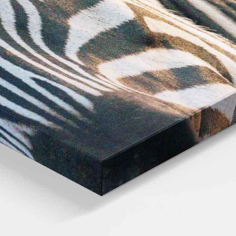 Printed Zebra Canvas