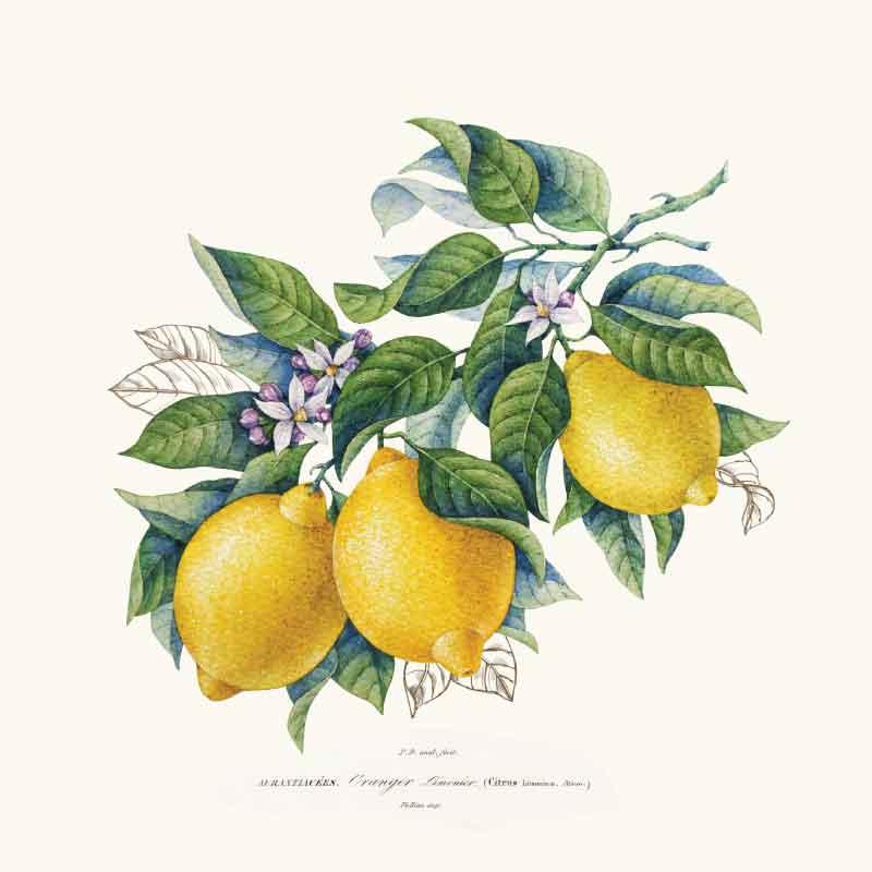 Scatter Cushion  - Lemons and leaves illustration - LAPERLE