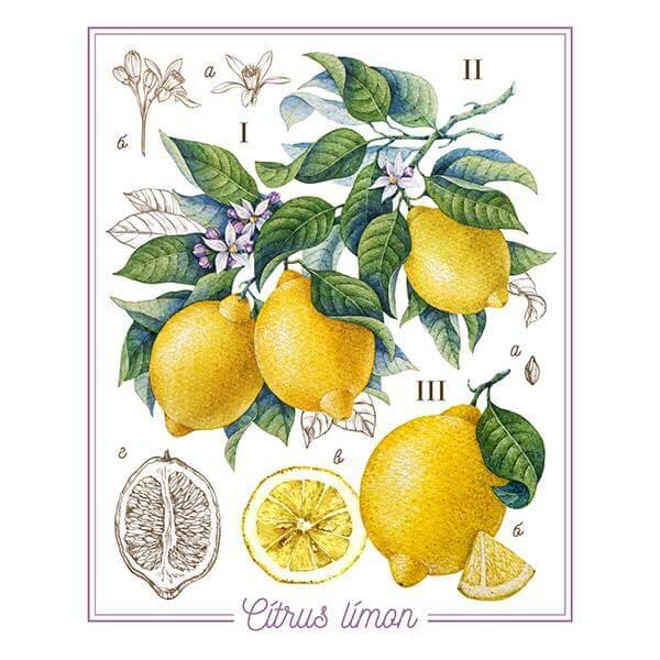 Lemons Botanical print