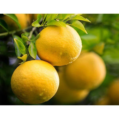 Lemons on A Tree print