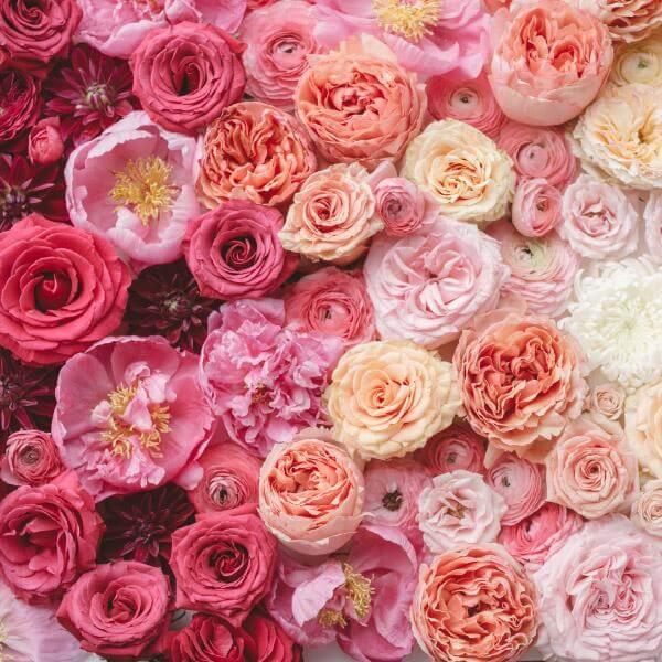 Peonies Ombre print