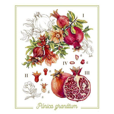 Pomegranate Botanical print