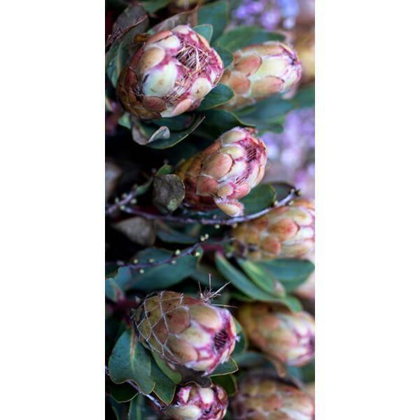 Protea Bunch print