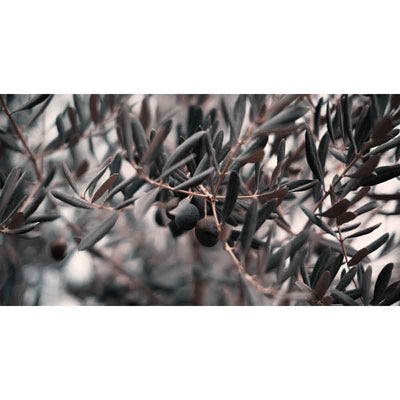 Luxe Rectangular Cushion  - Seasonal Olives - LAPERLE