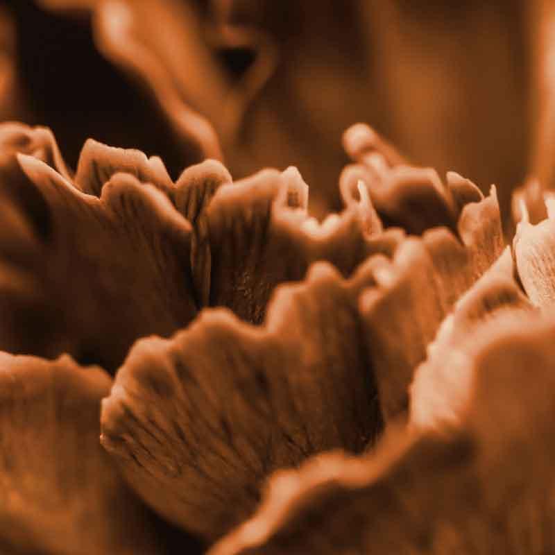 Luxe Scatter Cushion  -  Terracotta mushroom - LAPERLE
