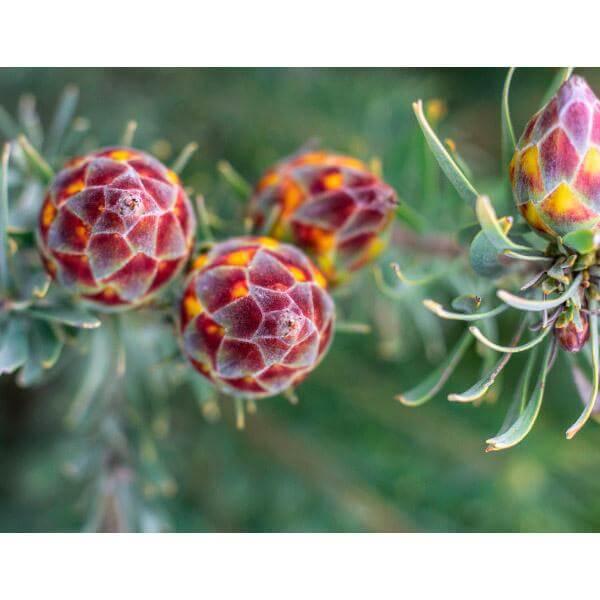 Wild Fynbos Mountain Protea print