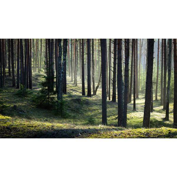 woods wallpaper print