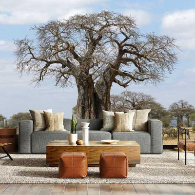 Baobab Tree wallpaper