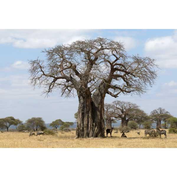 Baobab Tree print