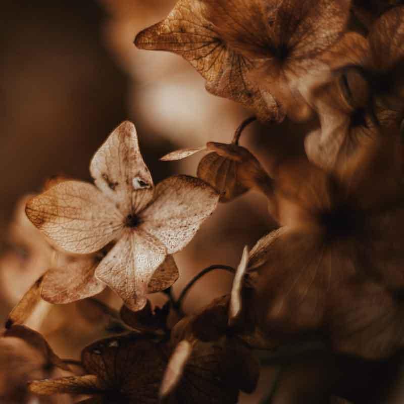 Luxe Scatter Cushion  -  Dried Hydrangea Blossom - LAPERLE