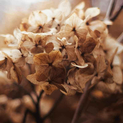 Luxe Scatter Cushion  -  Dried Hydrangea - LAPERLE