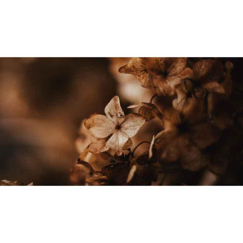 Luxe Rectangular Cushion  - Dried Hydrangea blossom - LAPERLE