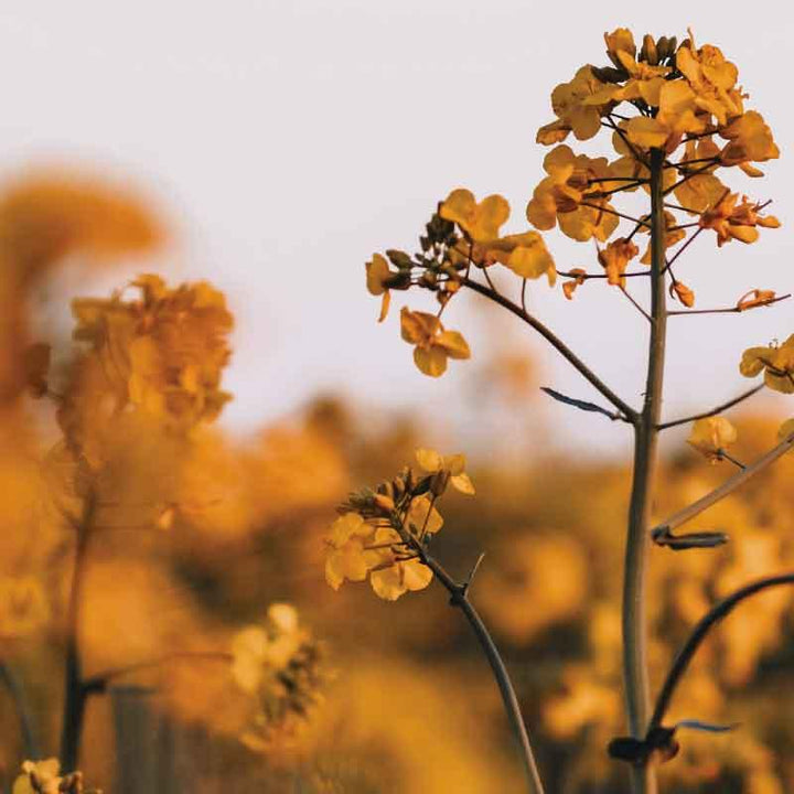 Luxe Scatter Cushion  -  Mustard blossoms - LAPERLE